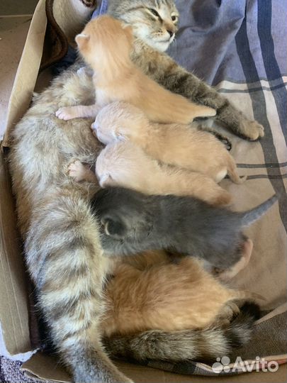 Котята бесплатно