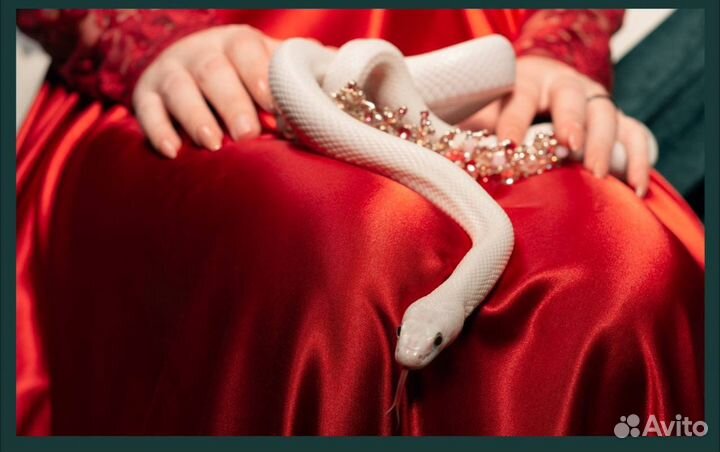 Аренда змеи для фотосессии/мероприятий