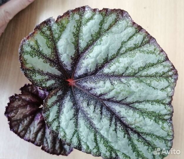 Бегония королевская Ка Хамелеон