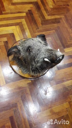 Чучело головы кабана