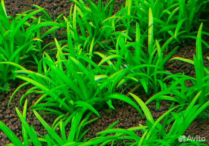 Нимфея, криптокорина,саггитария, хелена, теодоксус