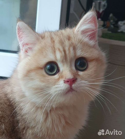 Британская золотая шоколадная шиншилла