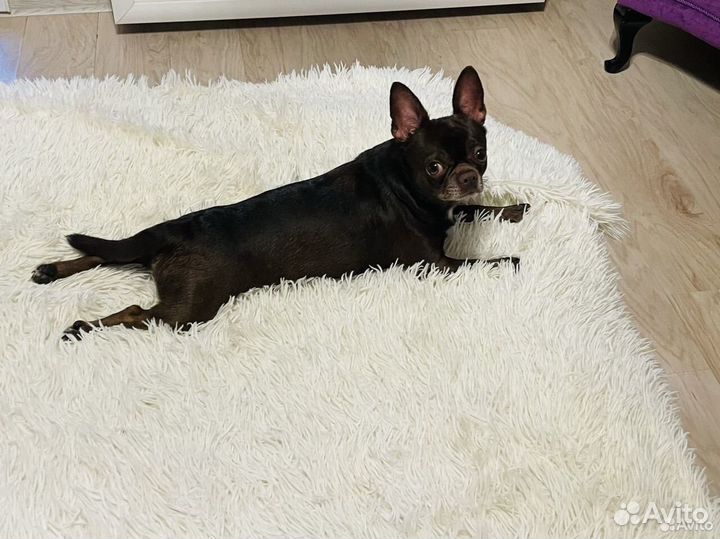 Вязка кобель