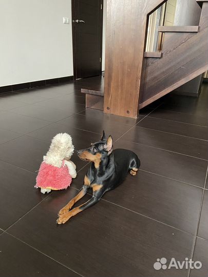 Почему у нас Цвергпинчер