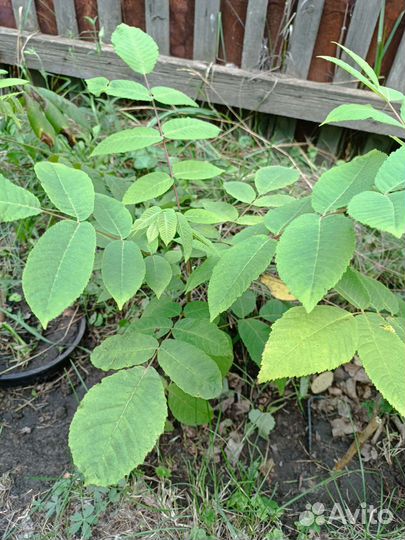 Маньчжурский орех саженцы