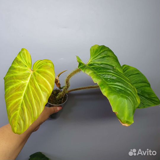 Филодендрон серпианс варрикозум