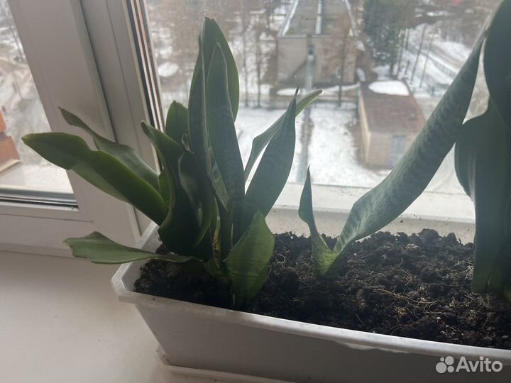 Сансевиерия тещин язык