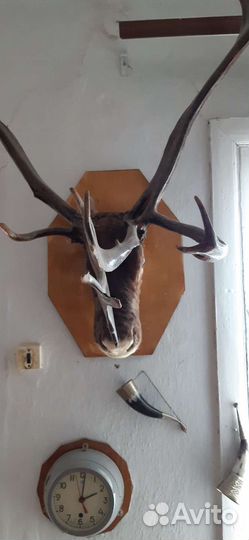 Продам рога оленя