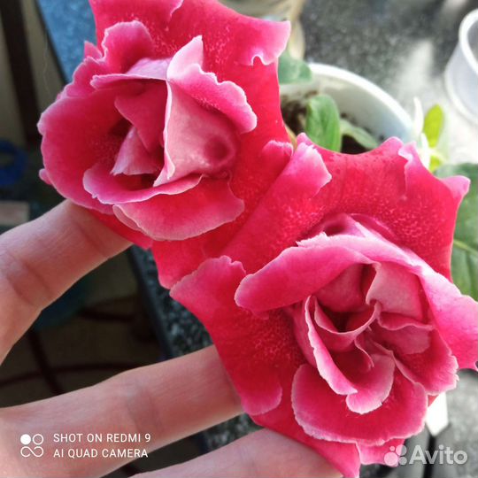 Глоксинии сортовые