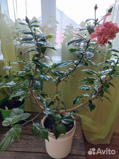 Предлагаю гибискус