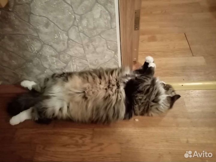 Шанти в любящие ручки