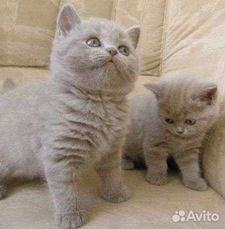 Британские котята