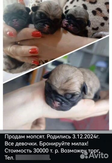 Собаки щенки мопс