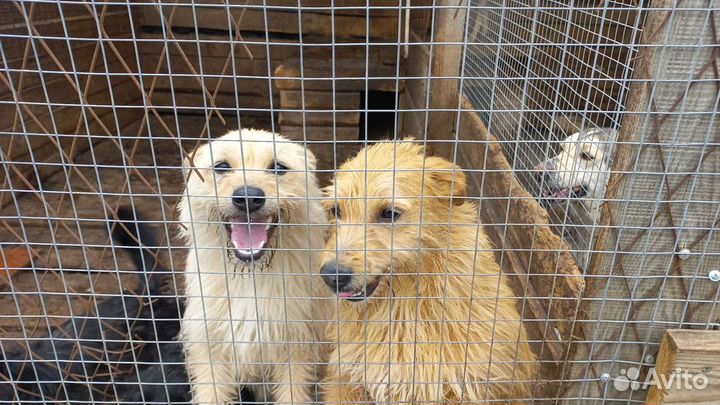 Маленькие собаки из приюта