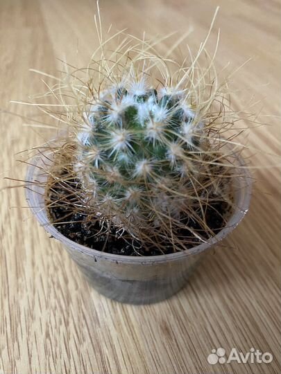 Кактус Мамиллярия