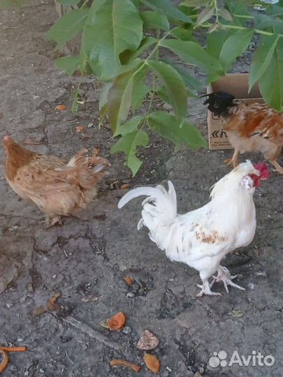 Питух молодой