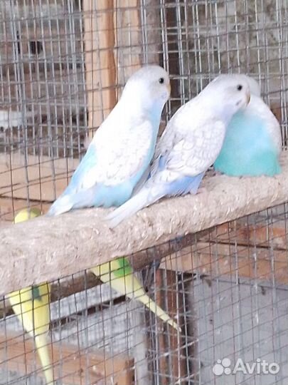 Волнистый попугай