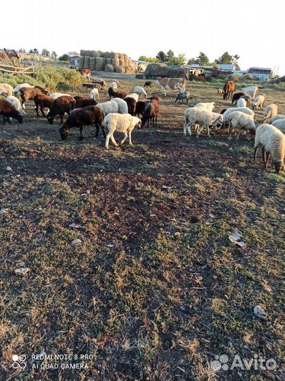 Овцы, бараны