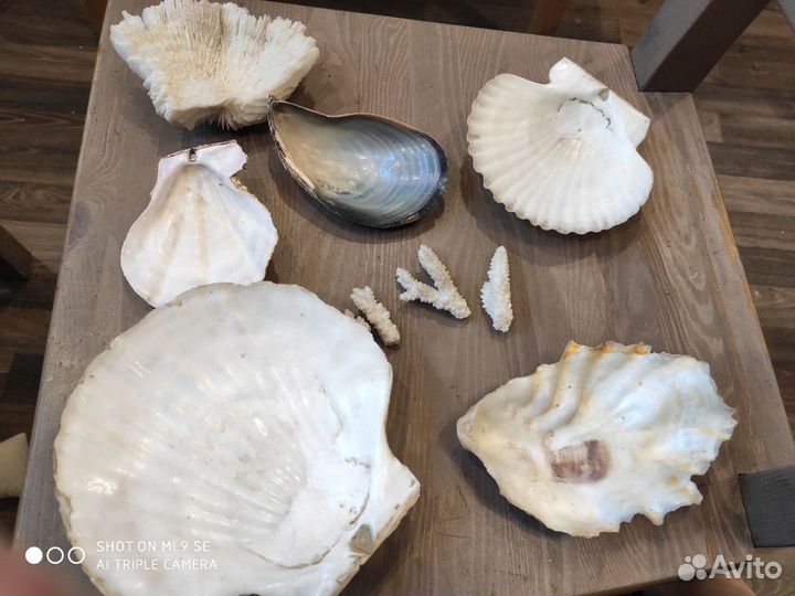 Ракушки и кораллы