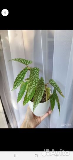 Драцена, бегония, кактус, сансевиерия