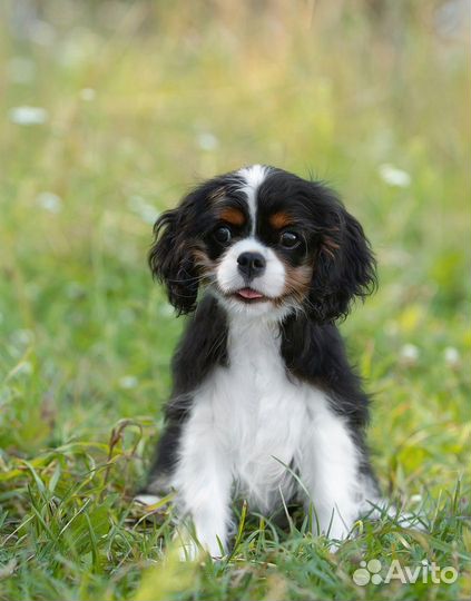 Кавалер кинг чарльз спаниель