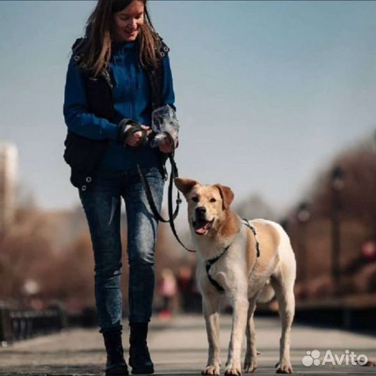 Собака в добрые руки