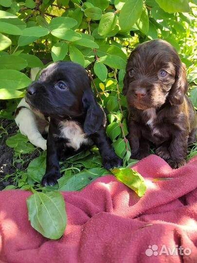 Русский охотничий спаниель. Щенки