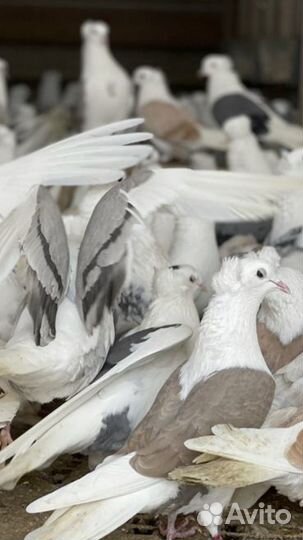 Бойные голуби из Армении, кудули