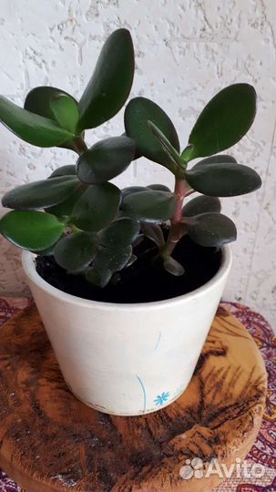 Толстянка 3штуки - цена за все