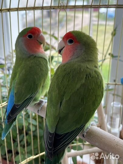 Попугаи - неразлучники с клеткой
