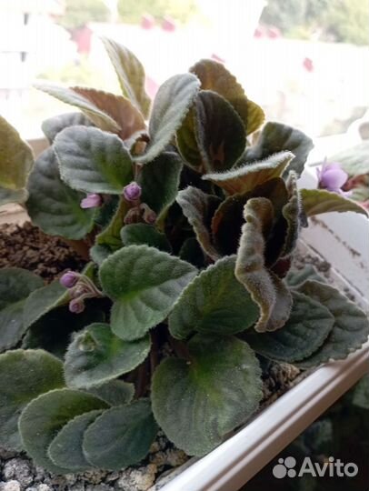 Фиалка бесплатно