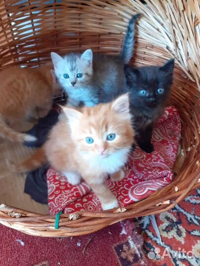Котята в добрые руки