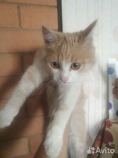 Котёнок в добрые руки