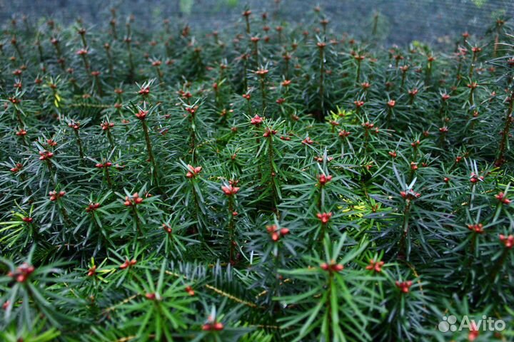 Пихта кавказская Нормана сеянцы