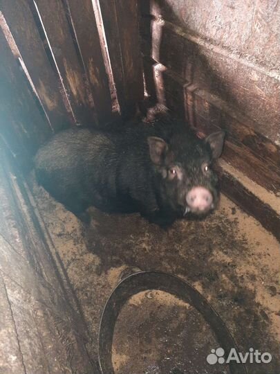 Вьетнамский вислобрюхий хряк