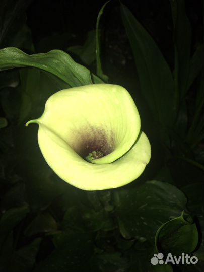 Калла Пикассо