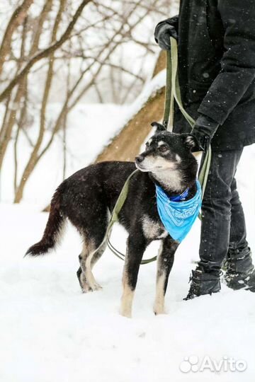 Собака хочет домой