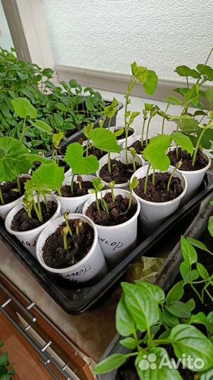 Рассада Момордики