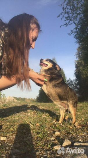 Передержка собак/кошек/грызунов
