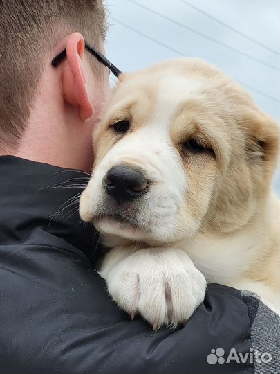 Среднеазиатская овчарка алабай щенки