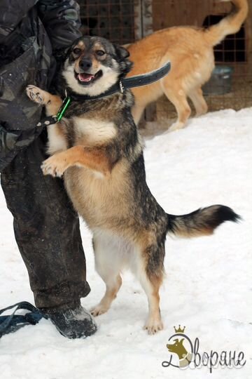 Прелестная Лисичка ищет дом