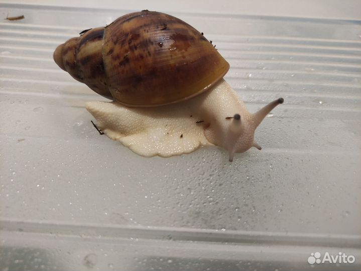 Улитка архахатина маргината гипомеланик овум