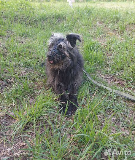 Собаки из приюта ждут прогулок