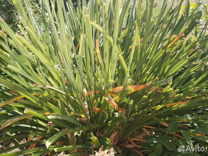 Садовые цветы и растения