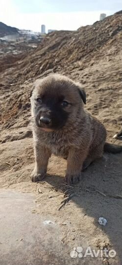 Щенки в добрые руки