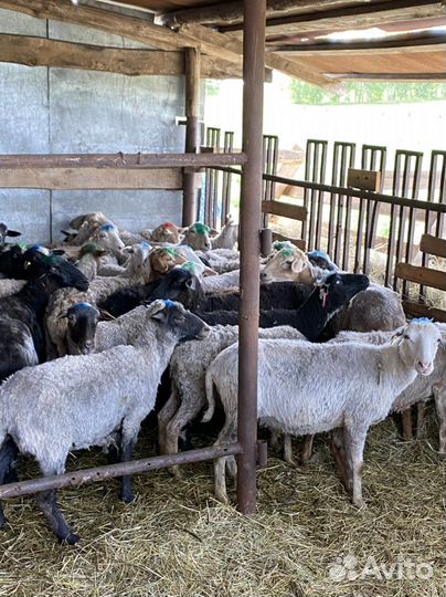 Овцы бараны