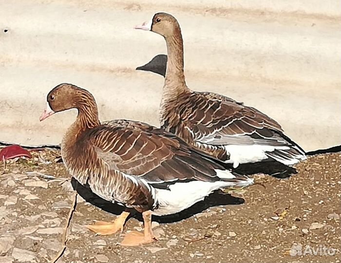 Подсадные утки, дикие гуси