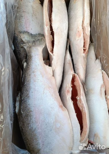 Форель Чили