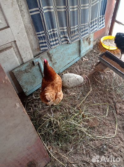 Куры домашние