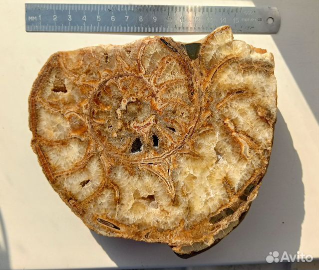 Аммонит, спил